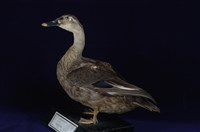 藏品(花嘴鴨)的圖片